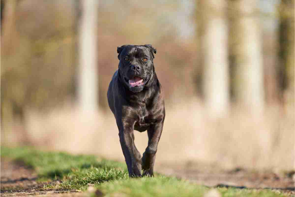 Cane Corso Addestramento 