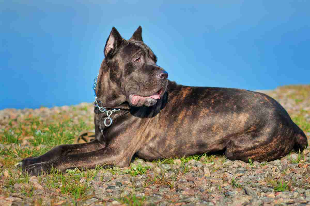 Cane Corso alimentazione