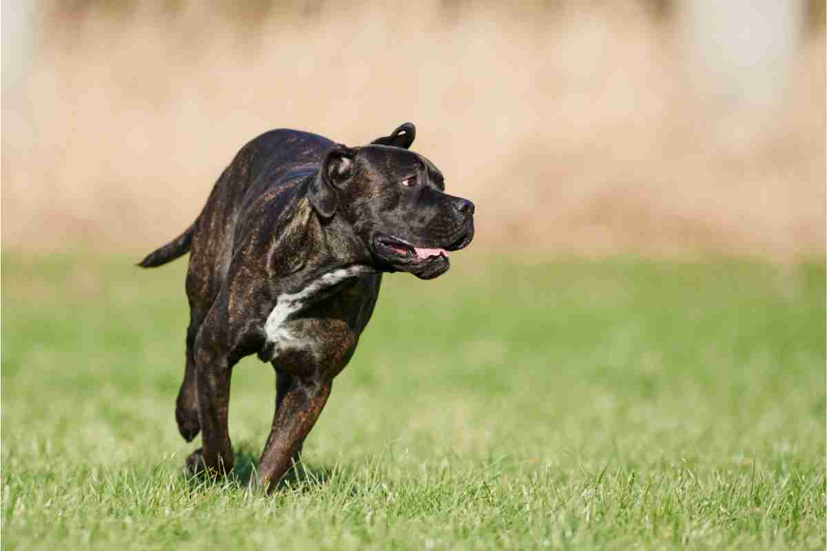 Cane Corso carattere