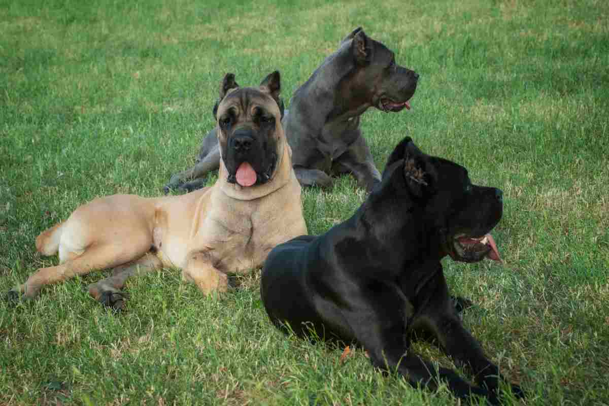 Cane Corso dimensioni aspetto