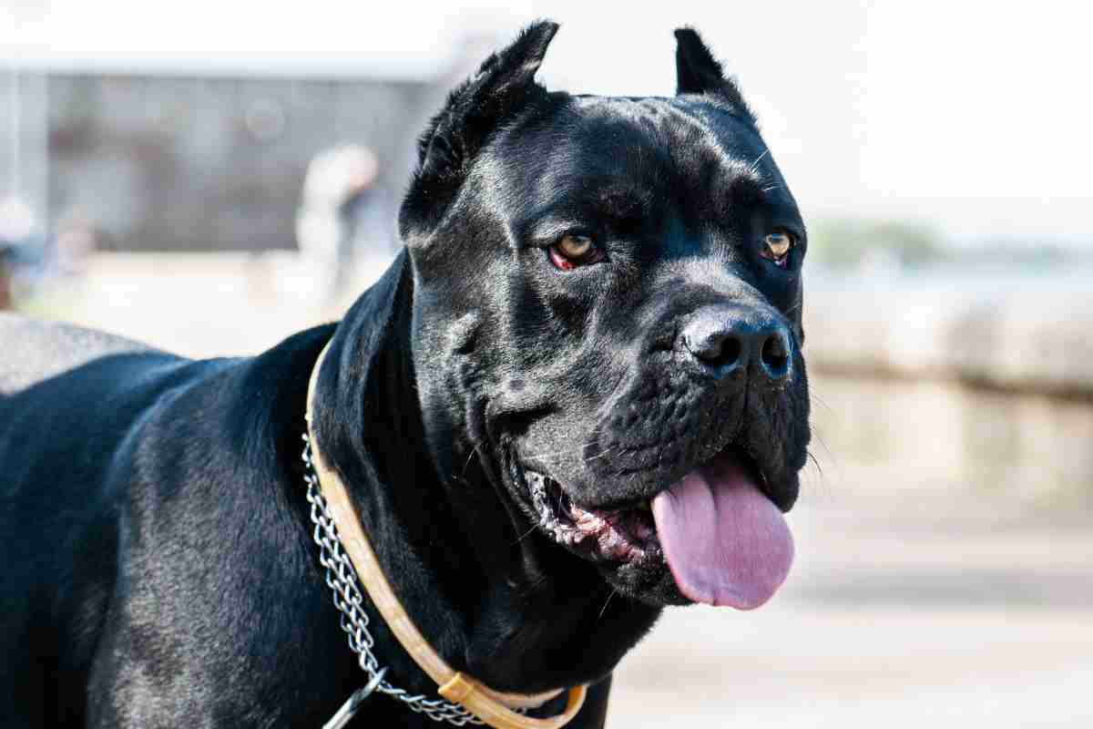 Cane Corso prezzo