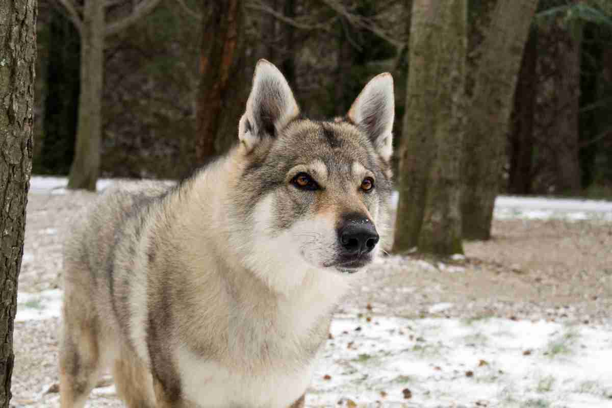 Cane Lupo Cecoslovacco carattere 