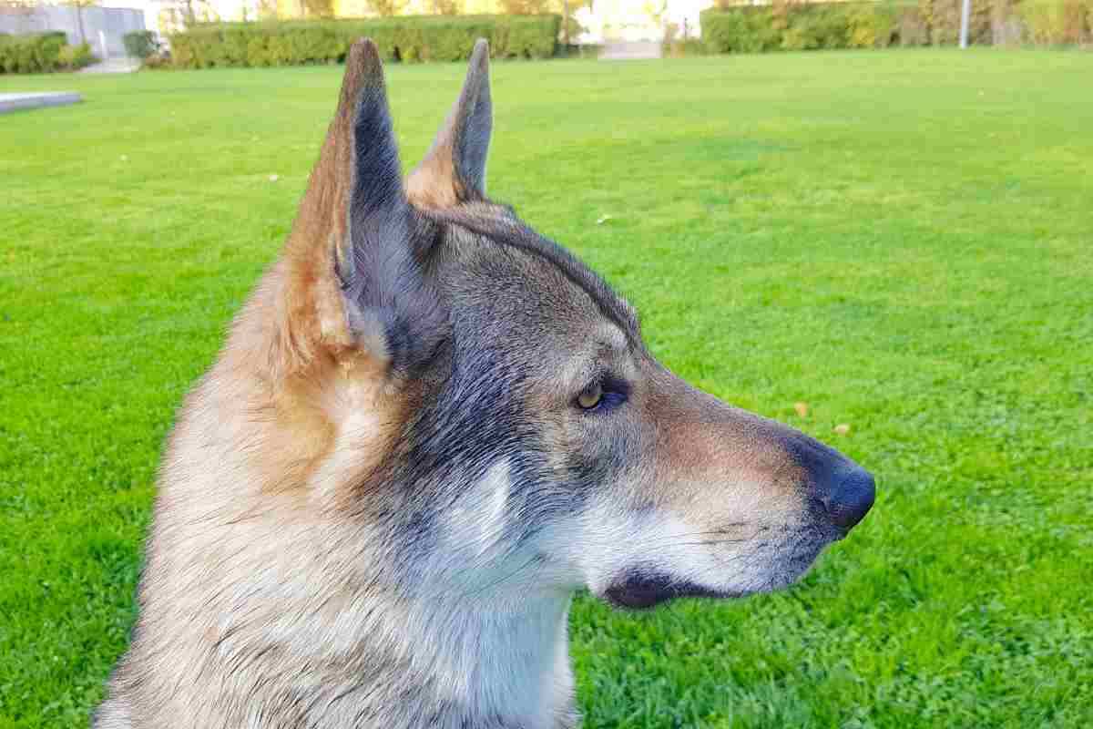 Cane Lupo Cecoslovacco caratteristiche