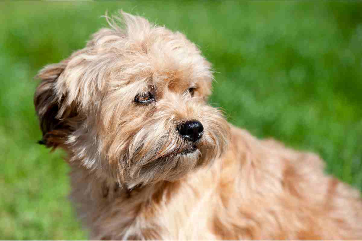 Segnalidi calma, cane distoglie lo sguardo 