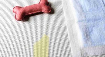 Il cane fa pipì sul letto, cause e come evitarlo