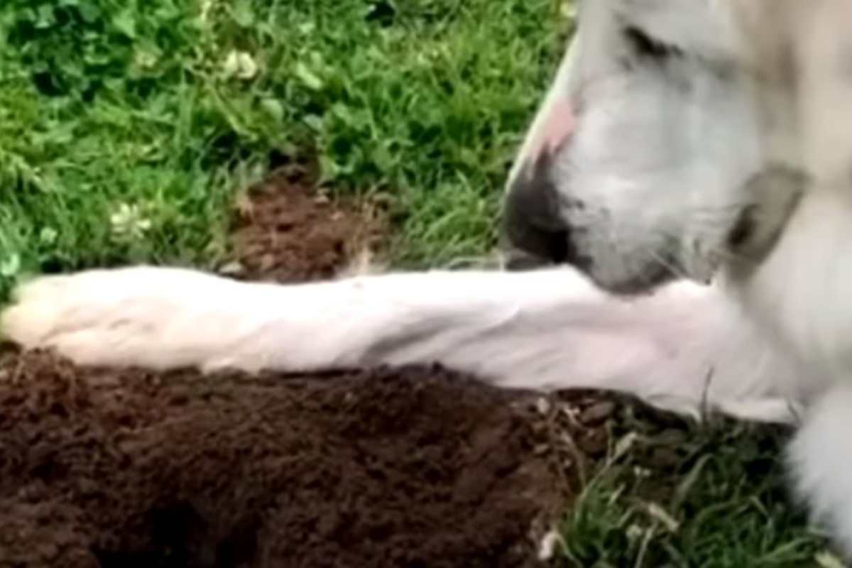 Cane vicino alla fossa