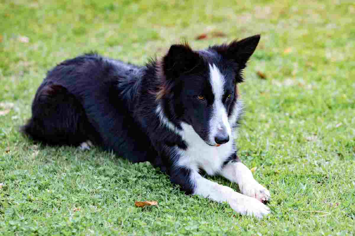 border collie