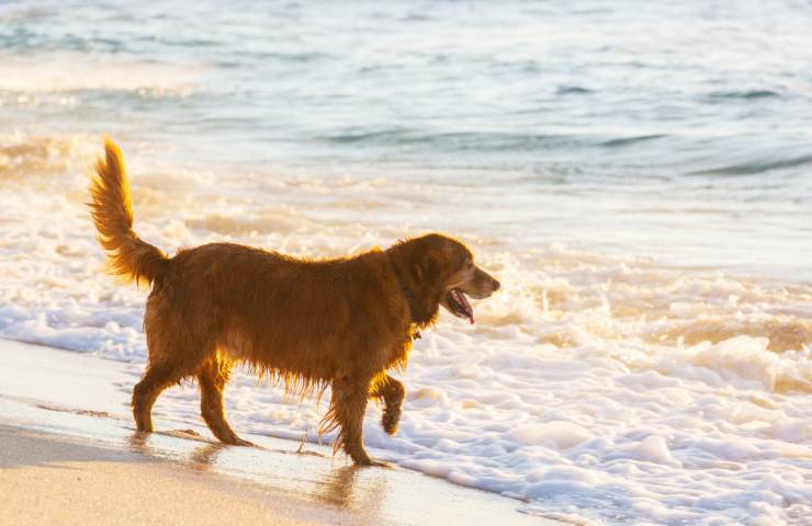 Cane fiuta della preziosissima ambra grigia in spiaggia, che fortuna