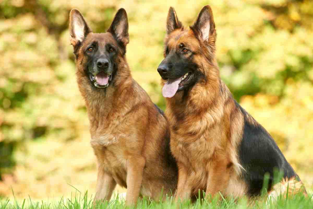 Cani da guardia migliori