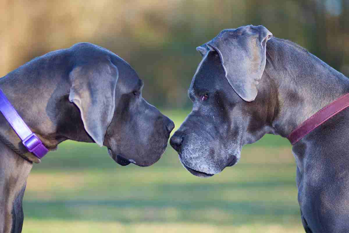 Cani di taglia grande al parco