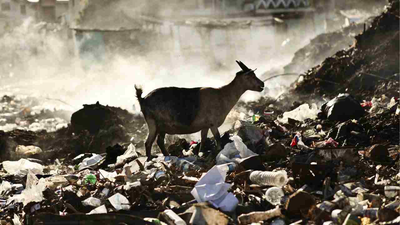 Gli animali sono in grado di prevedere i terremoti, perché percepiscono tutto