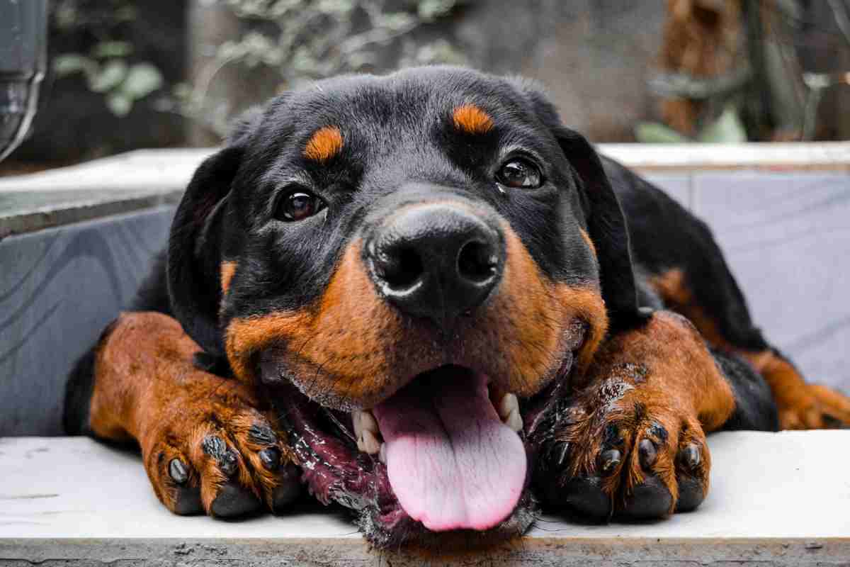 Carattere del Rottweiler