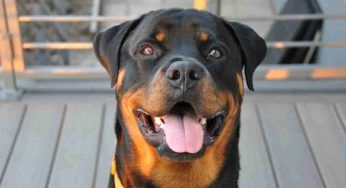 Alla scoperta del Rottweiler, un cane complesso e dalle origini antiche