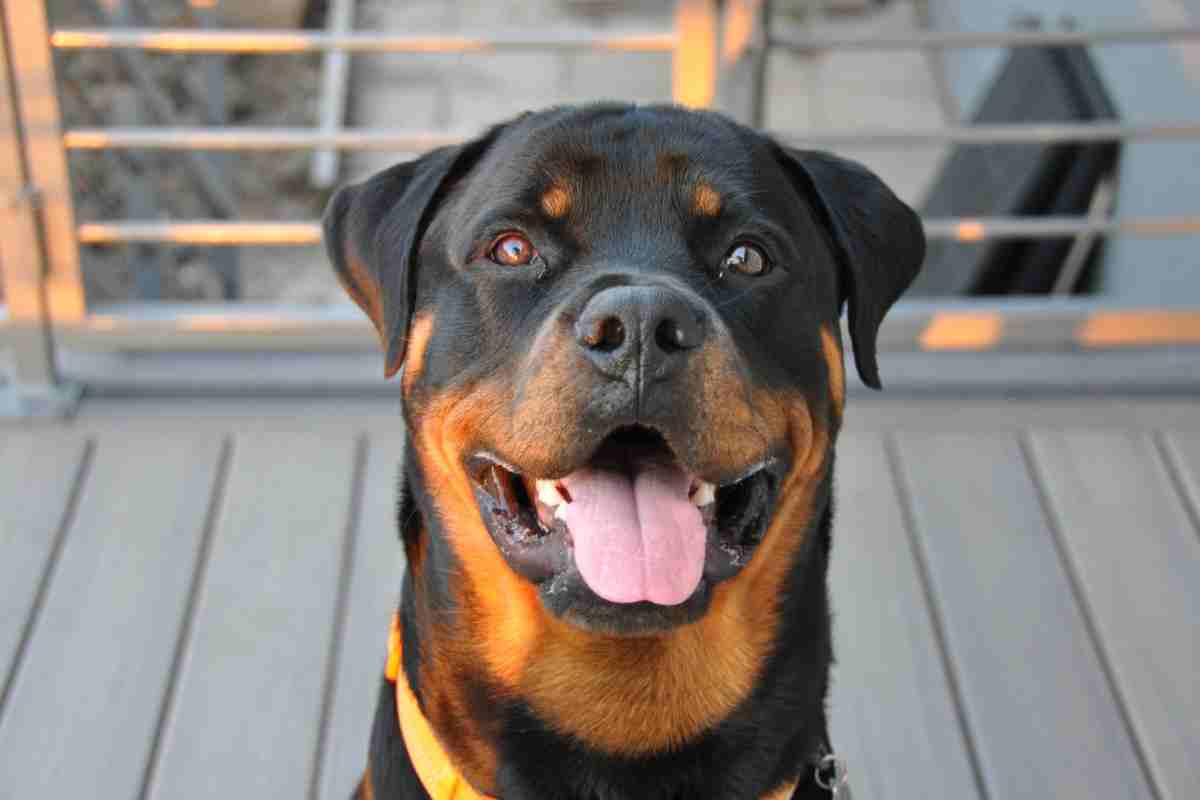 Caratteristiche del Rottweiler