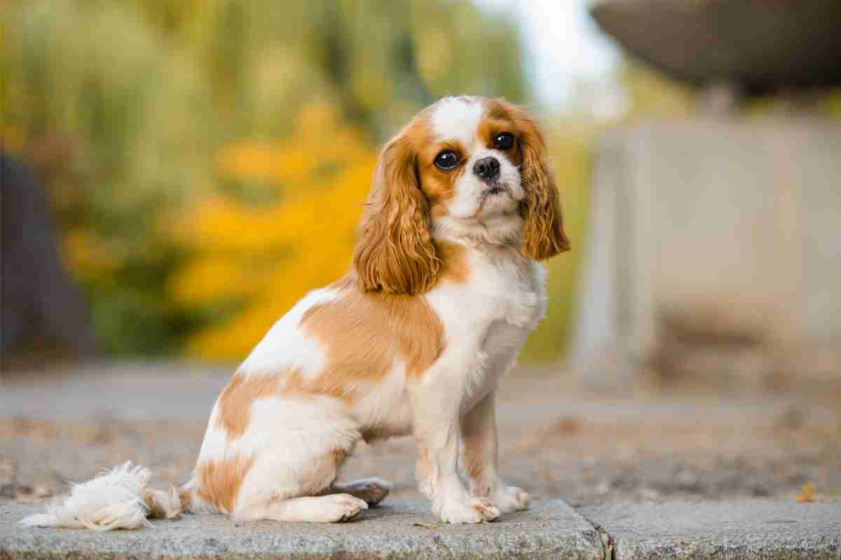 Cavalier King Charles Spaniel