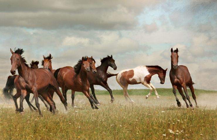 Cavalli in natura 