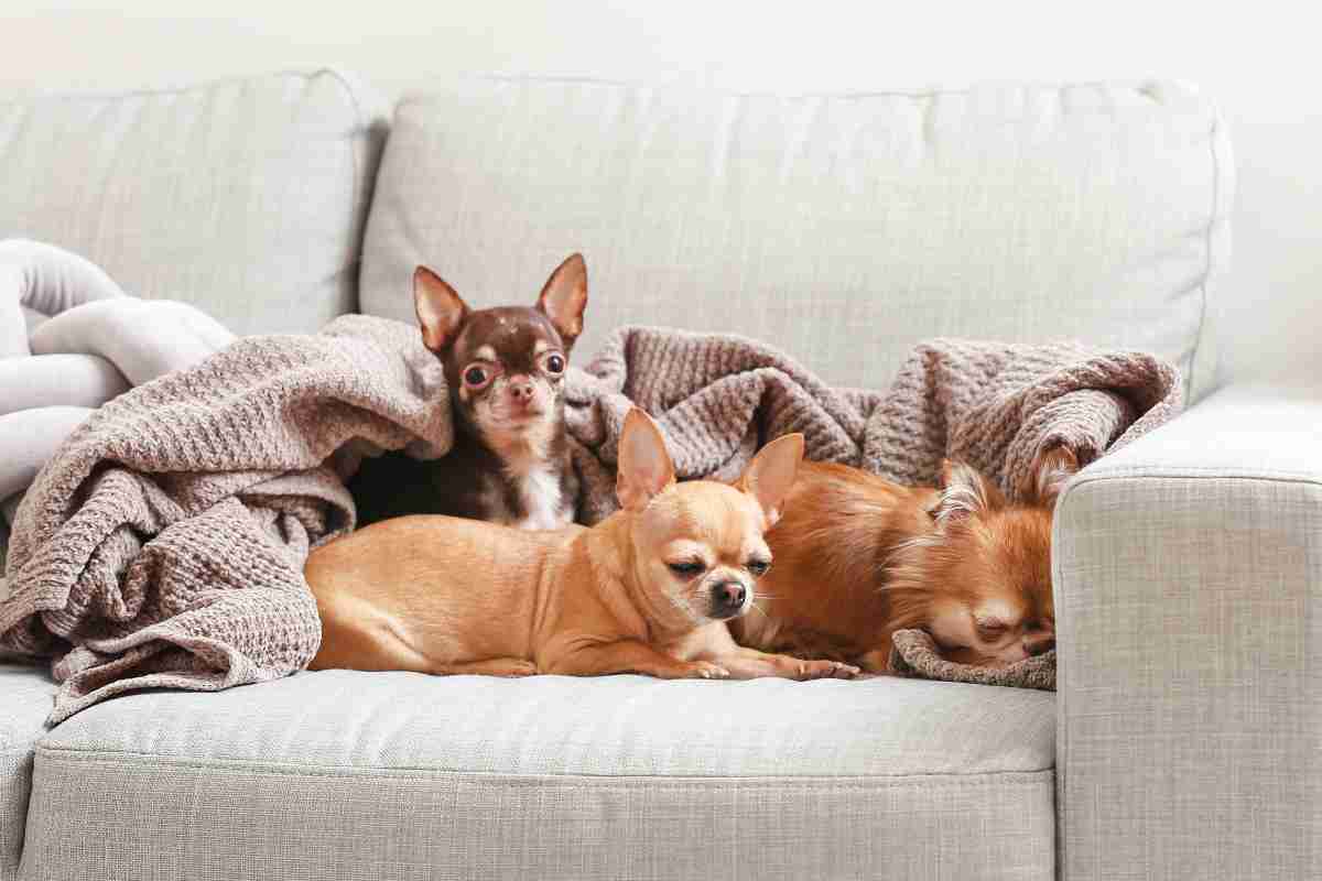 Chihuahua cani da appartamento