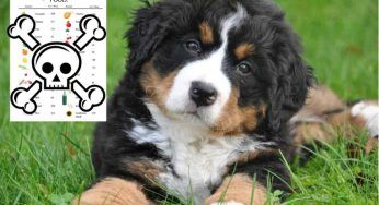 I cibi che possono uccidere il tuo cane: la lista completa