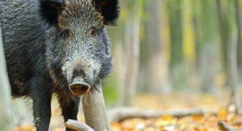Attaccato da un grosso cinghiale vicino casa: gravemente ferito un agricoltore