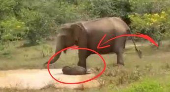 Il coccodrillo afferra l’elefantino, la tragedia si consuma in pochi secondi: com’è finita – VIDEO