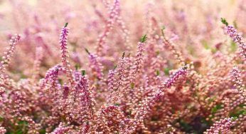 Erica, i consigli per coltivarla in modo perfetto: gli errori da evitare, hai sempre sbagliato