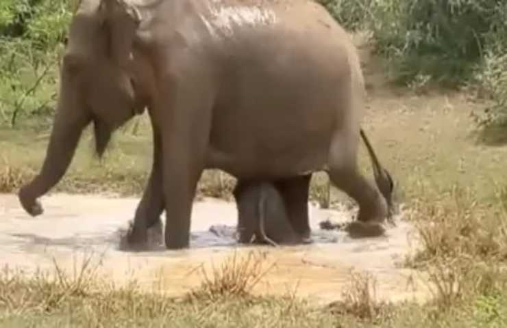 mamma elefante