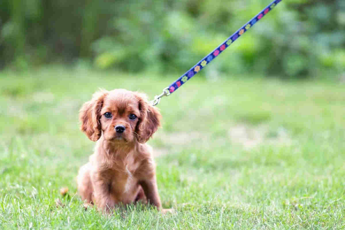 Cucciolo fuori per fare pipì