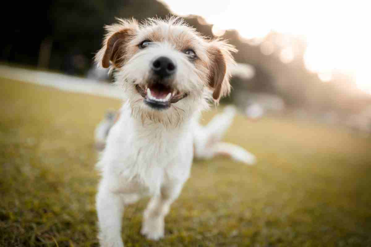 Come insegnare al cucciolo a fare pipì fuori casa