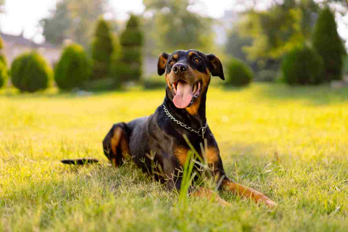 Dobermann 