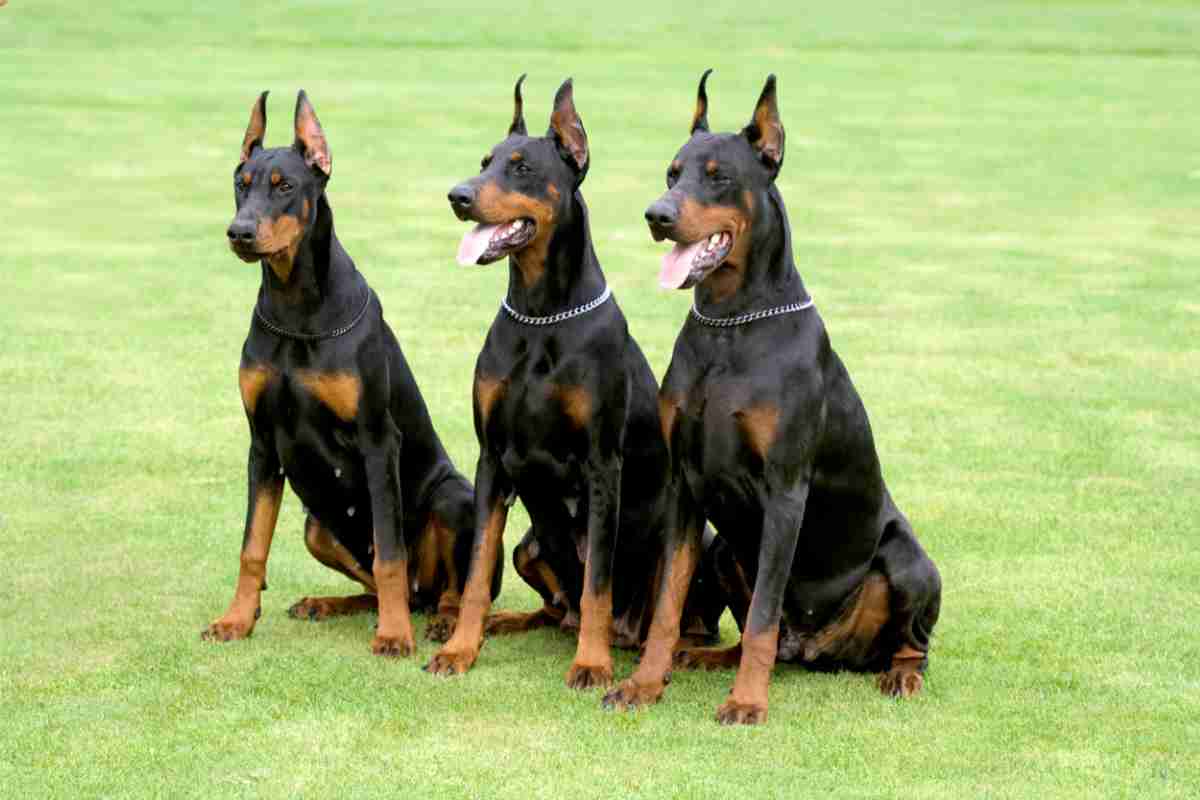 Dobermann, cani da guardia