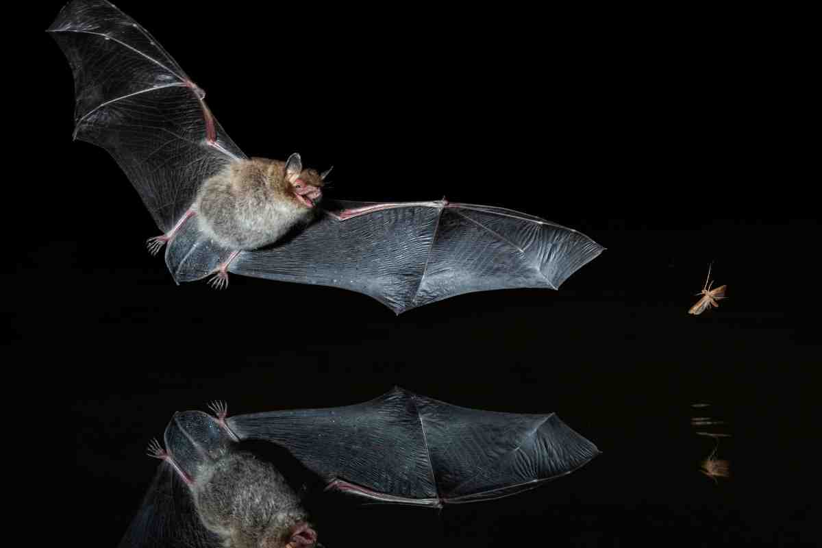 Pipistrello