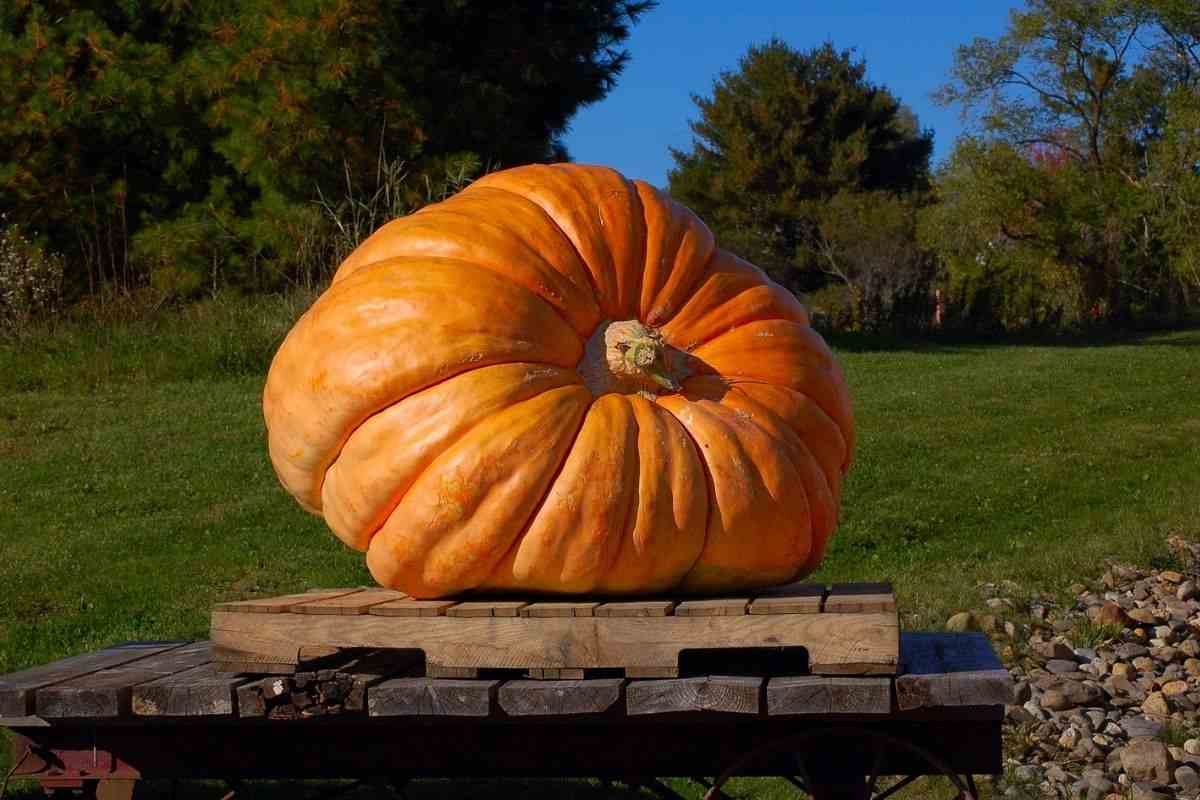 Enorme zucca esposta