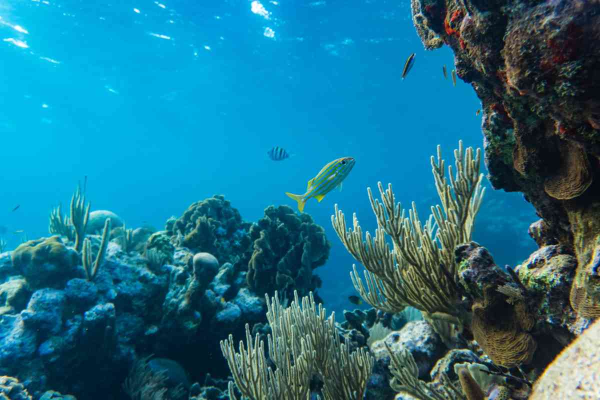 pratica estrazione mineraria fondali oceanici