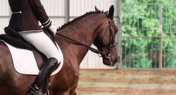Cade da cavallo durante una gara di equitazione: morta un’amazzone