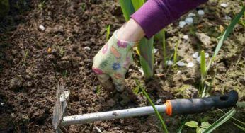 Erbe infestanti nell’orto, un fastidio facilmente risolvibile: come