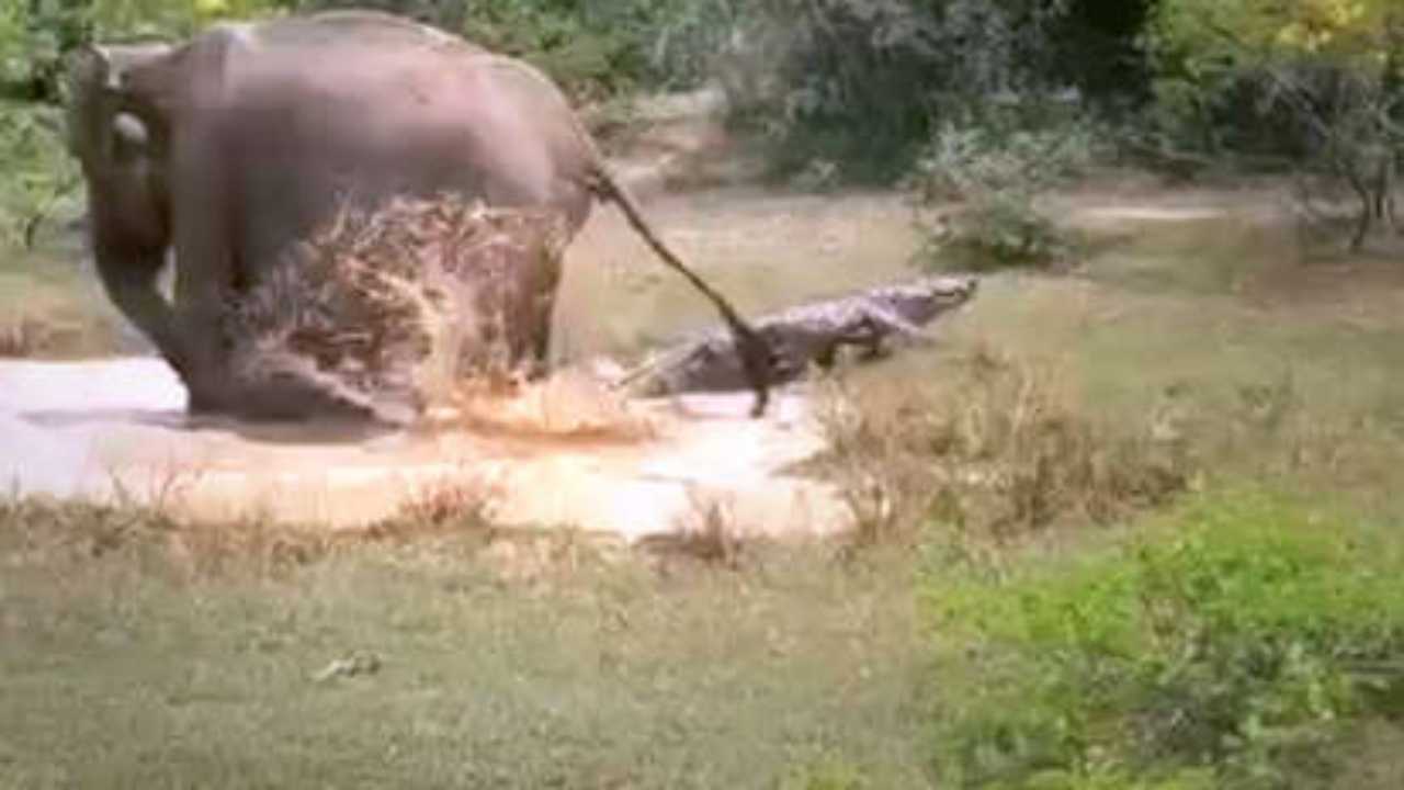 scontro coccodrillo elefante