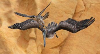 I vincitori del prestigioso Bird Photographer of the Year 2023: le foto più belle