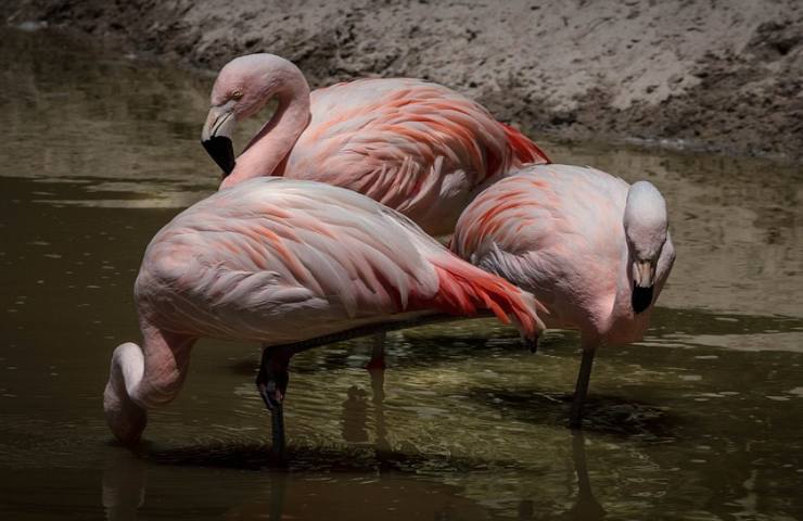 fenicottero rosa non è rosa