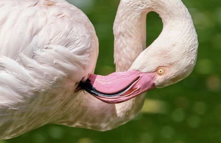 fenicottero rosa non è rosa