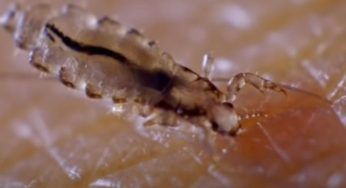 Occhio a questa formica: può entrare nel corpo. Che orrore