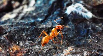 Formica di fuoco in Italia: scatta l’avvertimento, possono rappresentare un pericolo