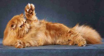 Gatti a pelo lungo, le razze più amate e le caratteristiche per riconoscerli