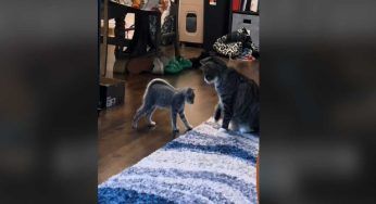 Arriva un nuovo amico in casa: la reazione sorprendente del gattino – VIDEO