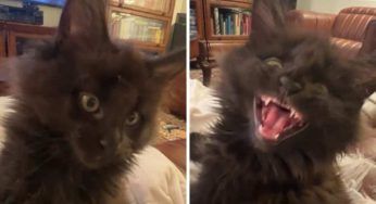 Un Dracula Felino ha conquistato il web: il suo sguardo è davvero irresistibile