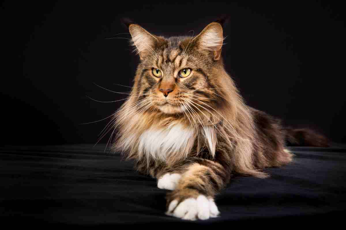 Gatto Maine Coon