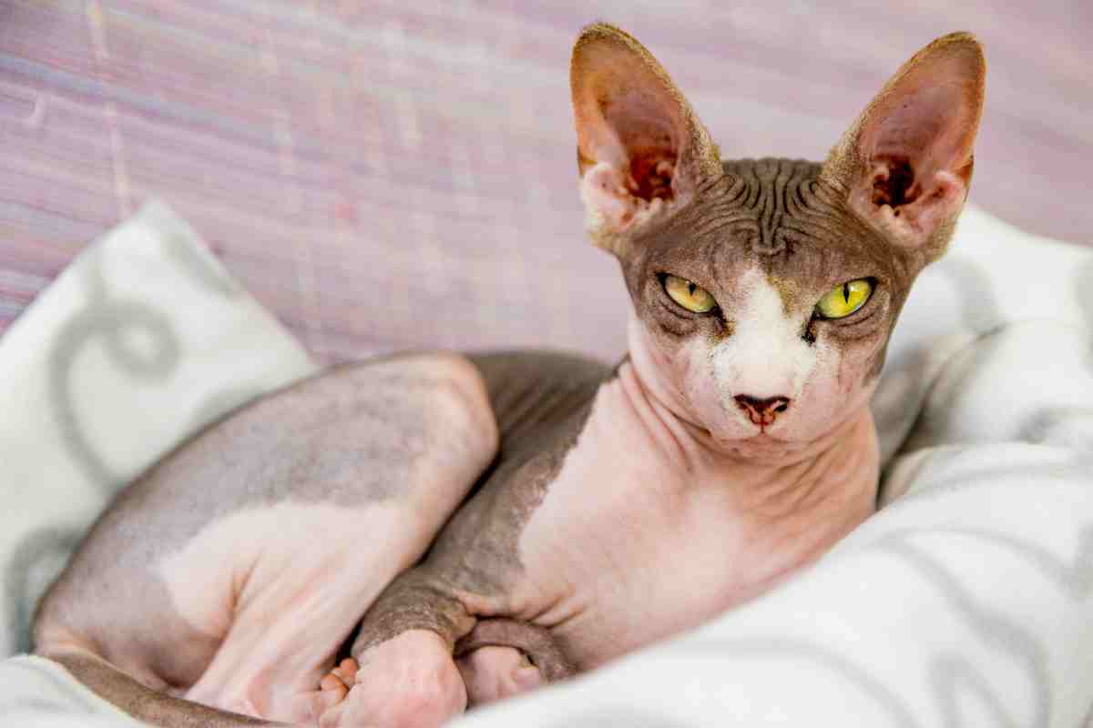 Gatto Sphynx