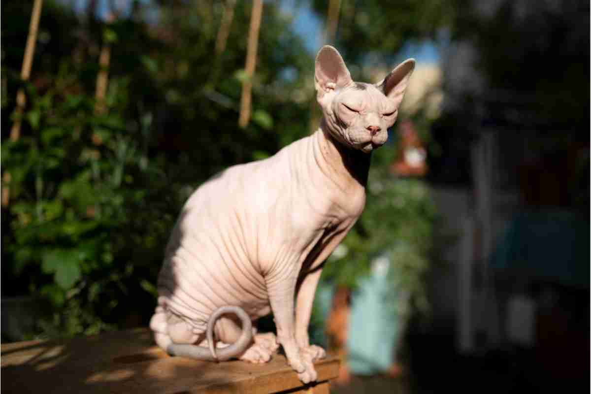 Gatto Sphynx alimentazione 