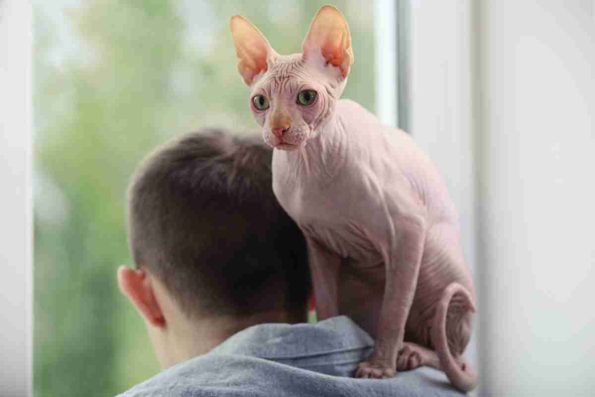 Gatto Sphynx caratteristiche 