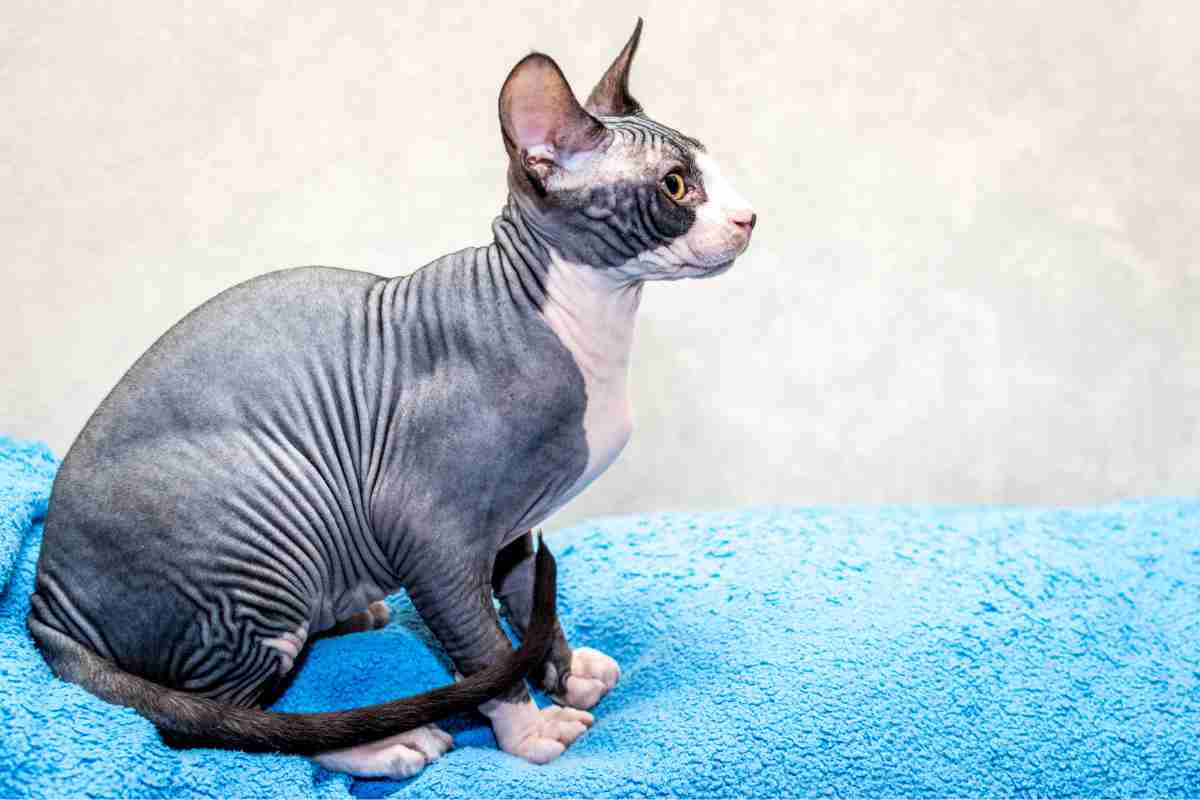 Gatto Sphynx cure 