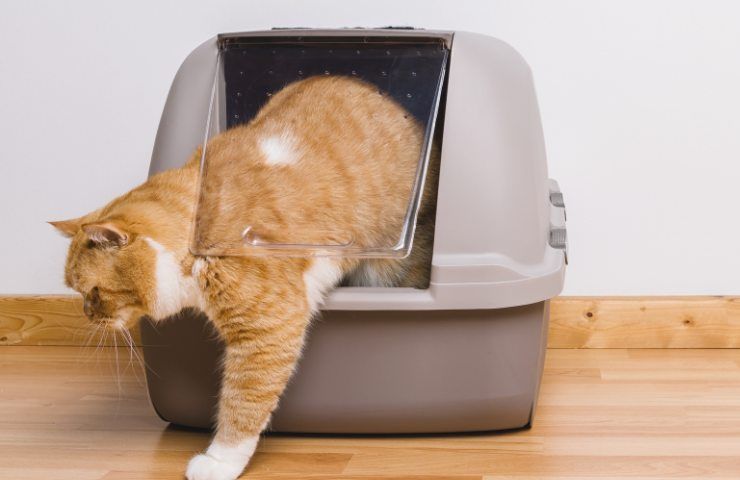 Lettiera per gatti come ridurne la puzza in modo semplice